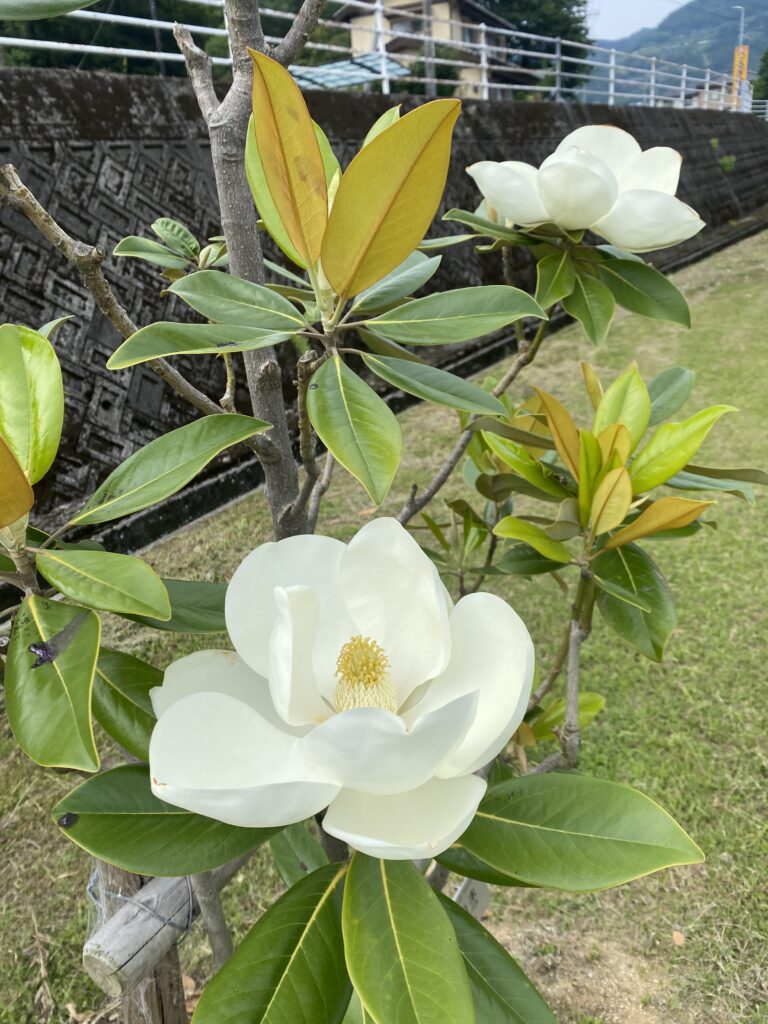 木花様 直送】【人工観葉植物】MAGIQ東京堂/☆AX☆ラバーツリー斑入ポット